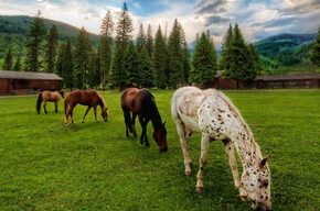 Centro Ippico Lochere - Equipaoli