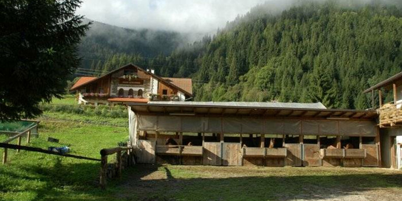 Pensione per cavalli Maso Paradisi #1