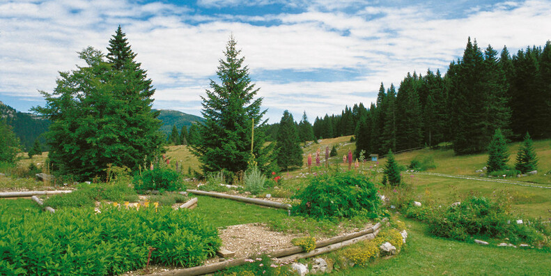 Botanische tuin van Passo Coe  #3