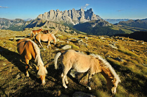 Přírodní park Paneveggio - Pale di San Martino