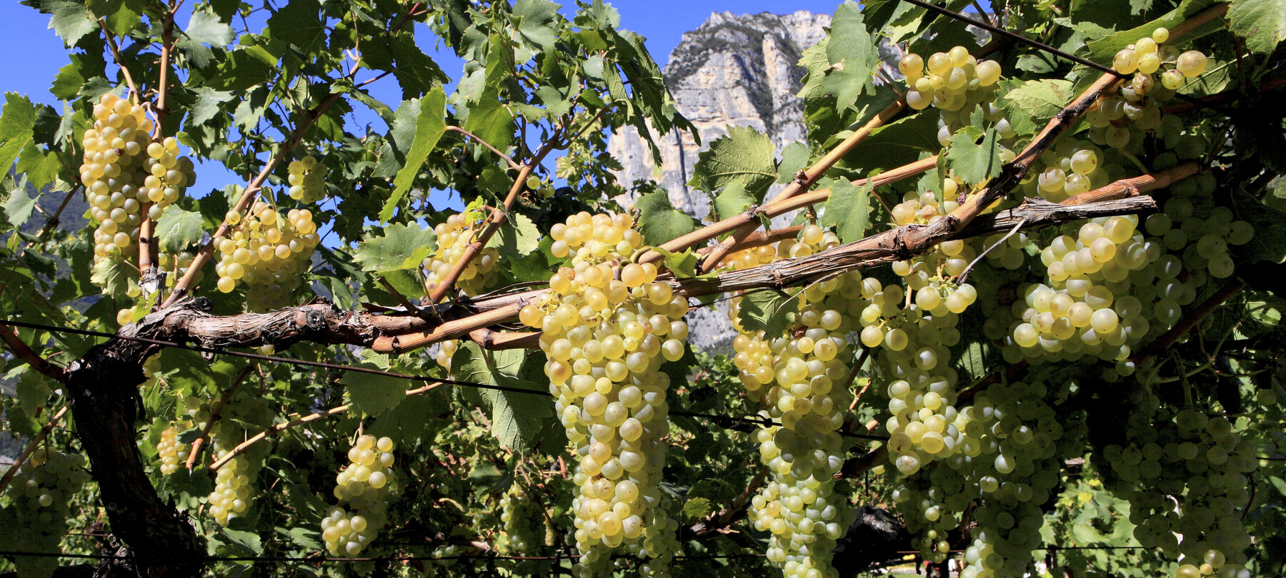 Cantina Toblino – ein Erlebnis im Trentino