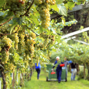 I vini del Trentino