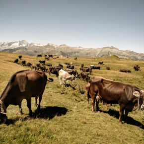 Val Rendena - Dolomiti di Brenta - Mucche al pascolo a Camp Centener
