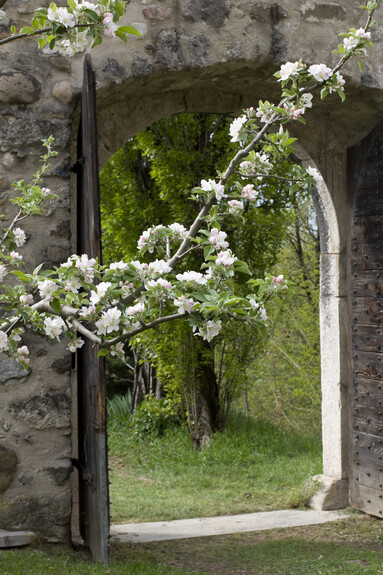 scorcio con portone e ramo di melo fiorito