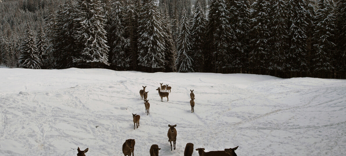 Een onvergetelijk vakantiedecor; een witte winter in Trentino #2