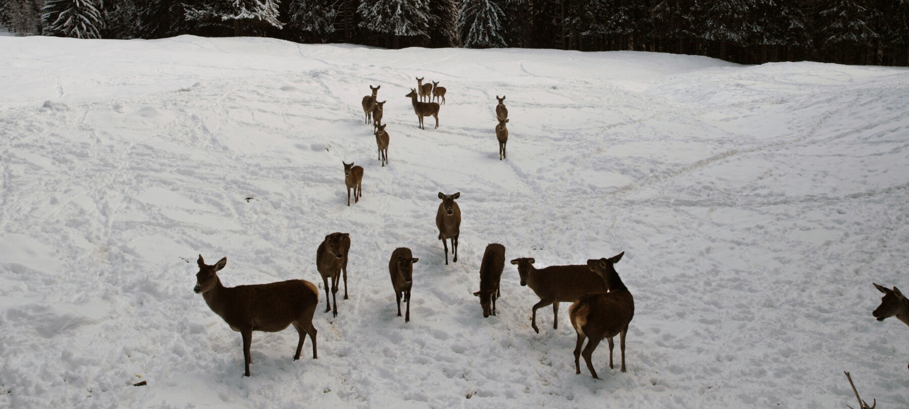 cervi nel Parco di Paneveggio