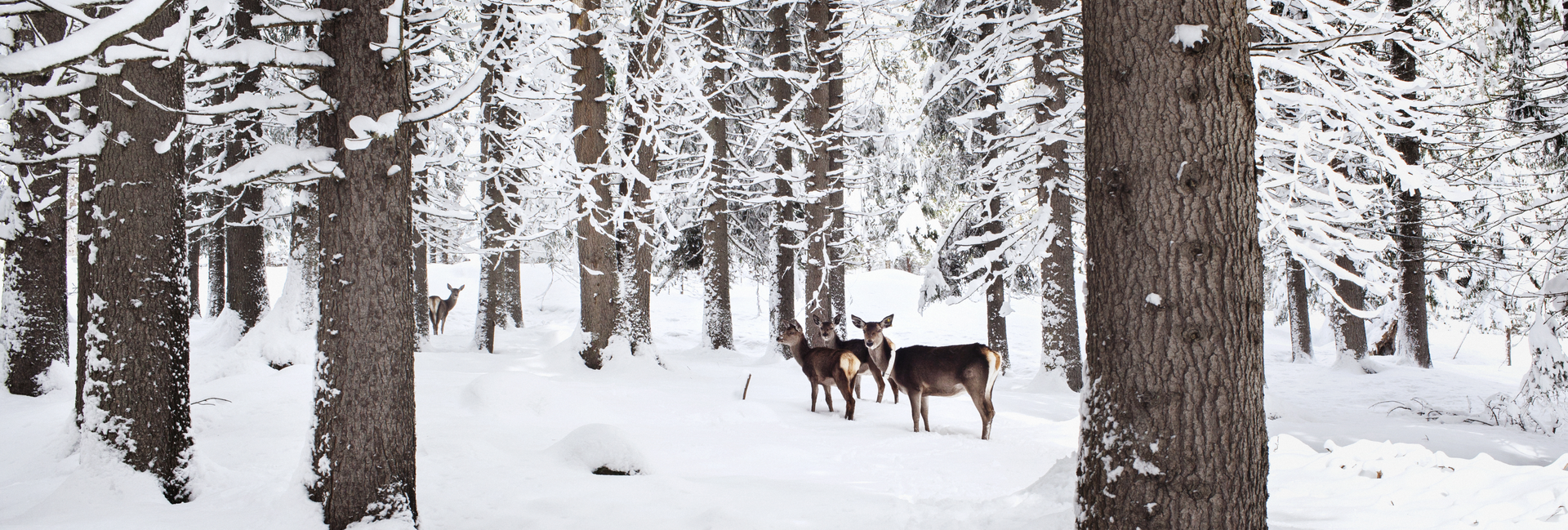 Val di Fiemme - Paneveggio Wald - Rehe im verschneiten Wald