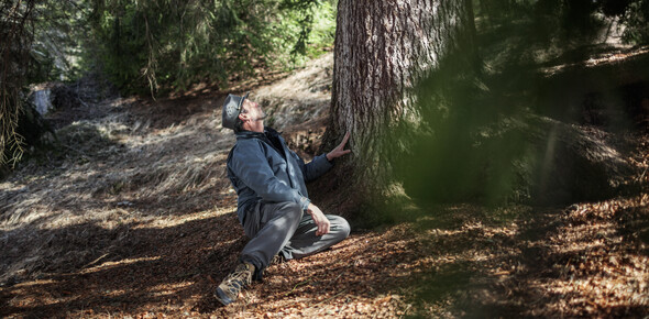 The Violins' Forest