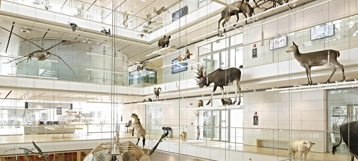 Dog sitters for visits to the MUSE