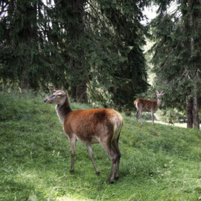 Val di Fiemme - Parco Naturale Paneveggio Pale di San Martino