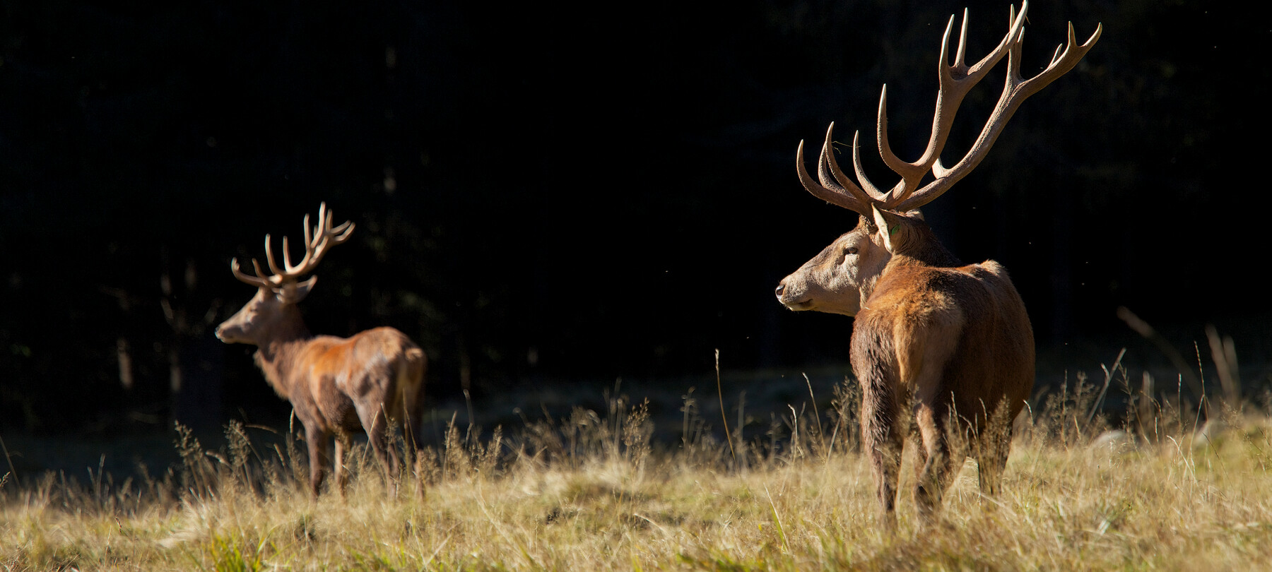Animals to be seen in autumn in Trentino