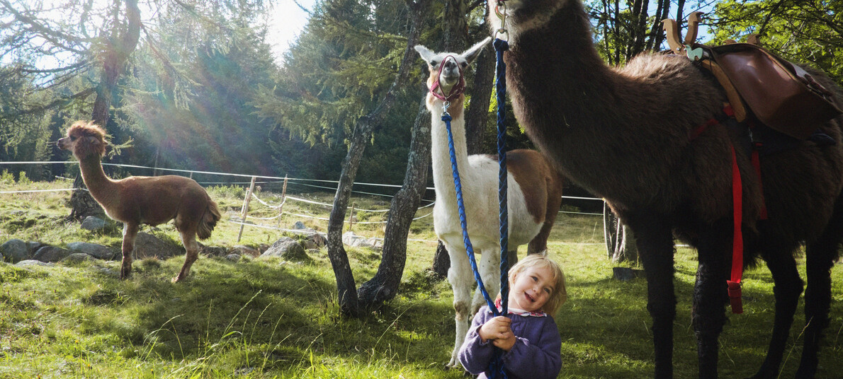 Llama Trekking in Trentino