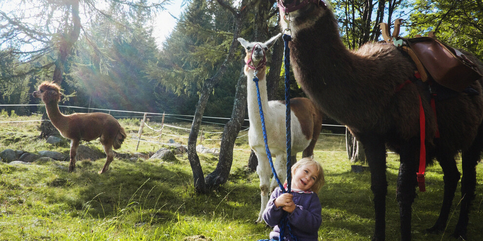 Lamas und Alpakas kennenlernen