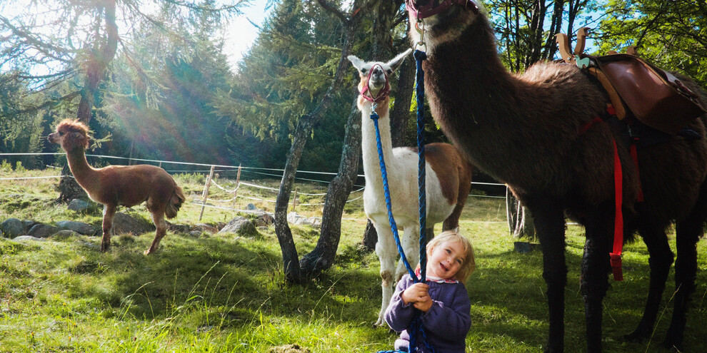 Make friends with llamas and alpacas   