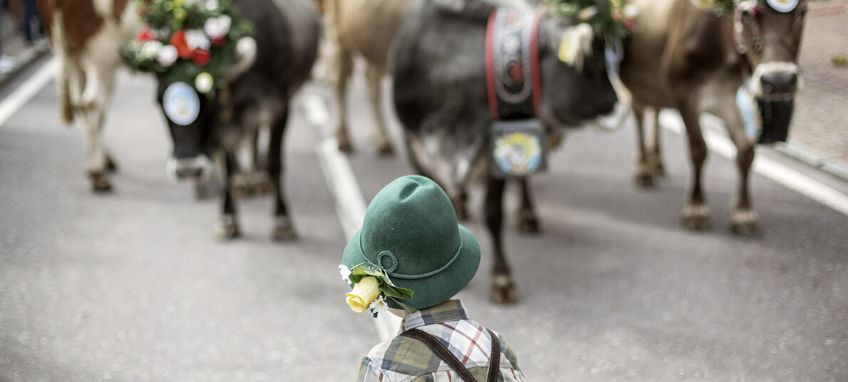 De traditie van de terugkeer uit de alpenweides