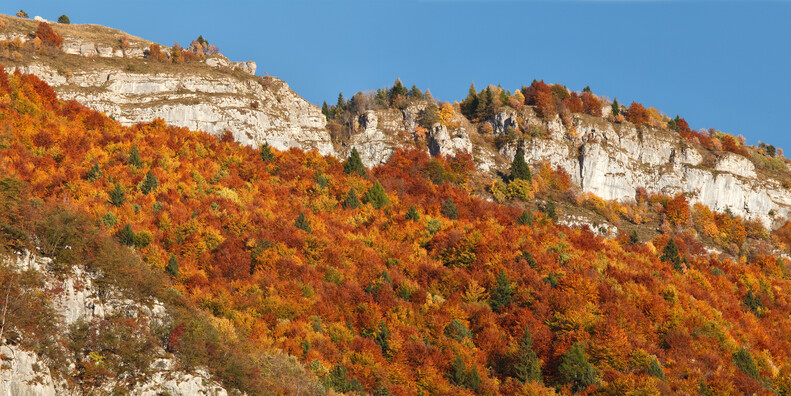 Vallarsa - Colori del bosco in autunno
