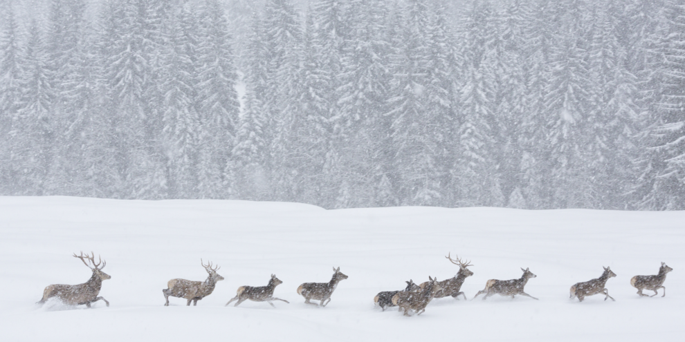Animali selvatici durante una tempesta di neve nei parchi naturali del Trentino
