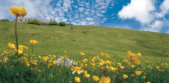 Network of Nature Reserves - Bondone