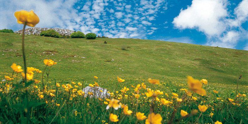 Monte Bondone, fioritura alle Viotte
