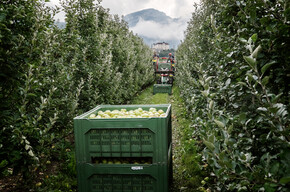 Val di Non - Thun - Raccolta delle mele