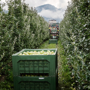 Val di Non - Thun - Raccolta delle mele