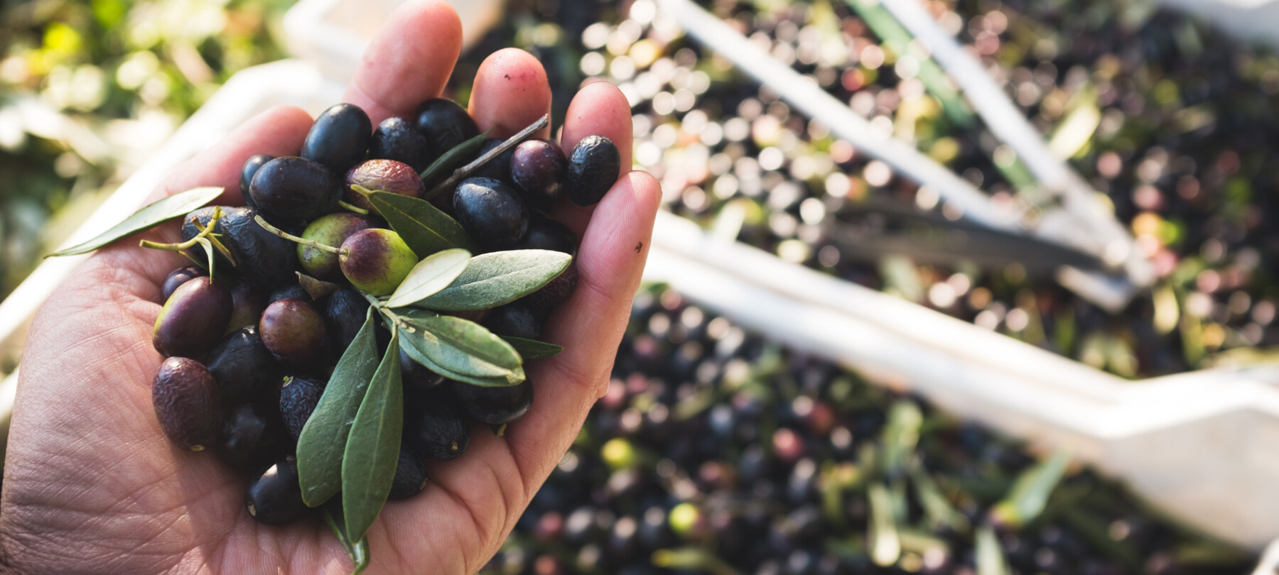 Extra virgin olive oil from Garda in Trentino
