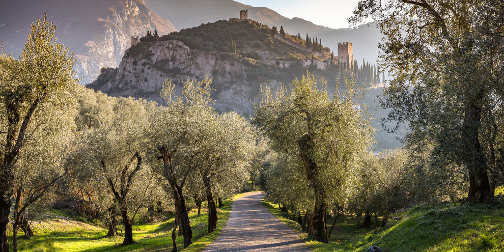 The olive tree path