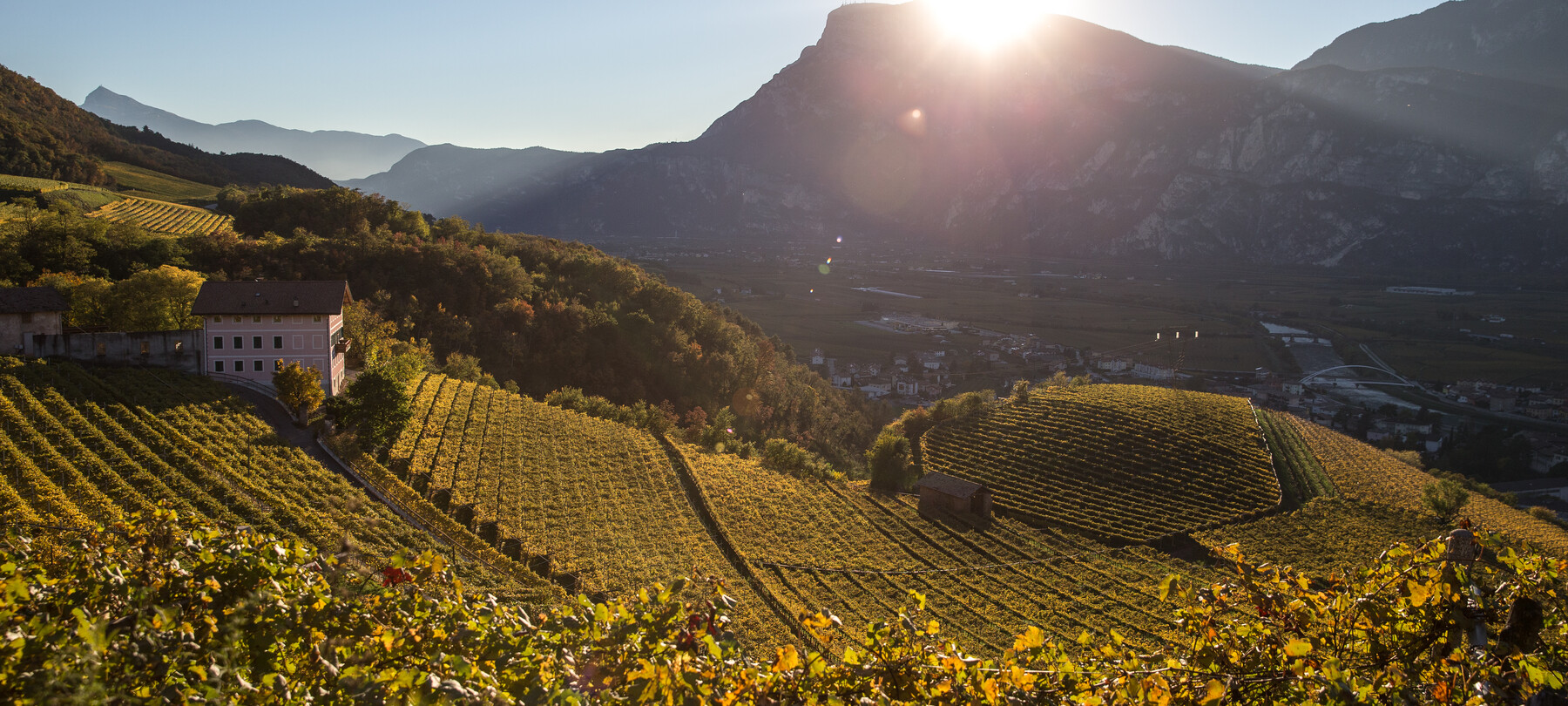  Винный туризм: знакомство с Терольдего (Teroldego) в зоне Пьяна-Роталиана 