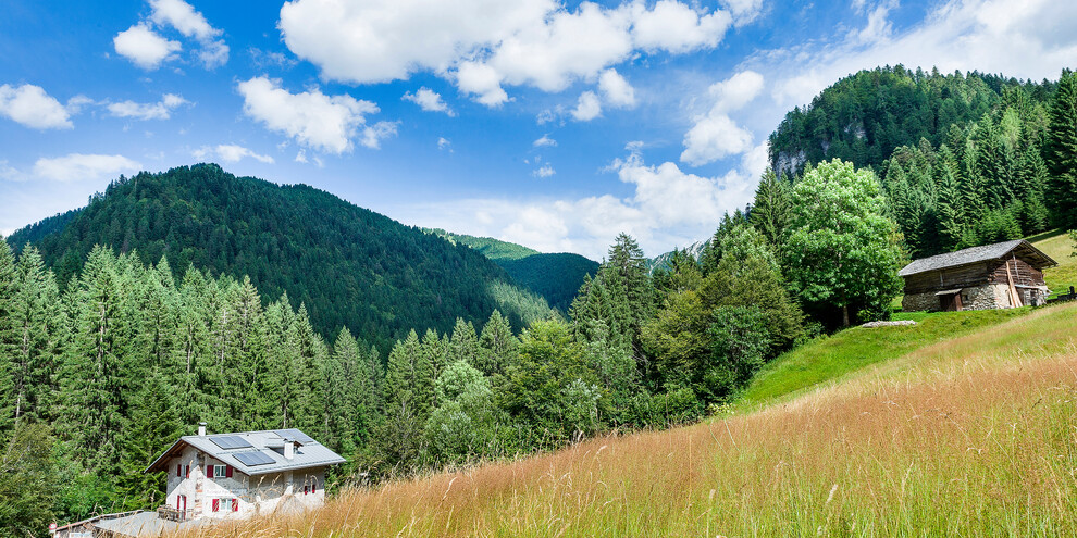 Sentiero Abeti Giganti - San Martino di Castrozza, Primiero, Vanoi