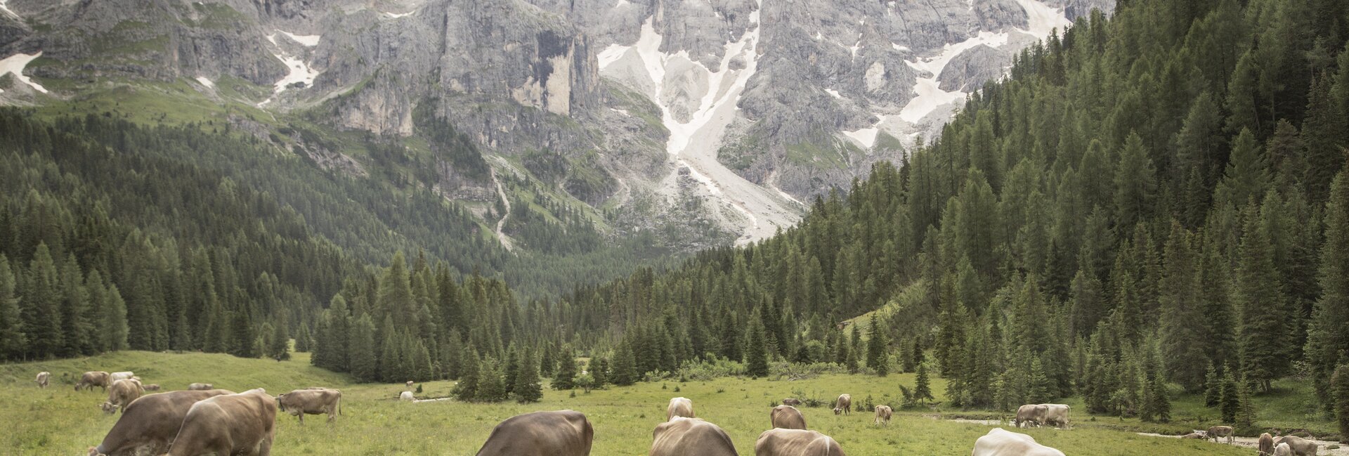 San Martino di Castrozza - Val Venegia