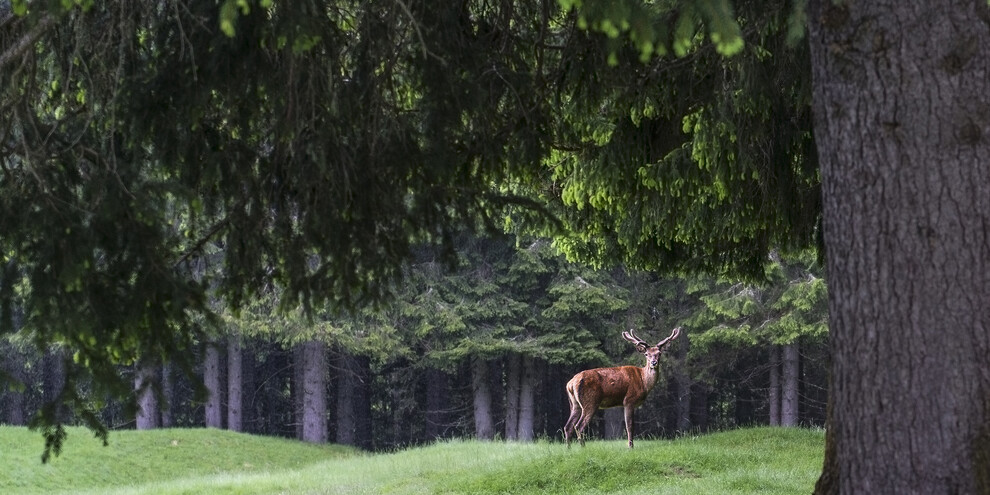 Eine Nacht im Park - Naturpark Paneveggio Pale di San Martino
