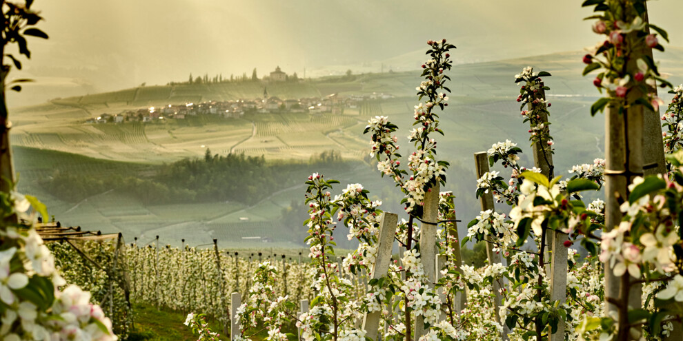 Val di Non - Meleti
