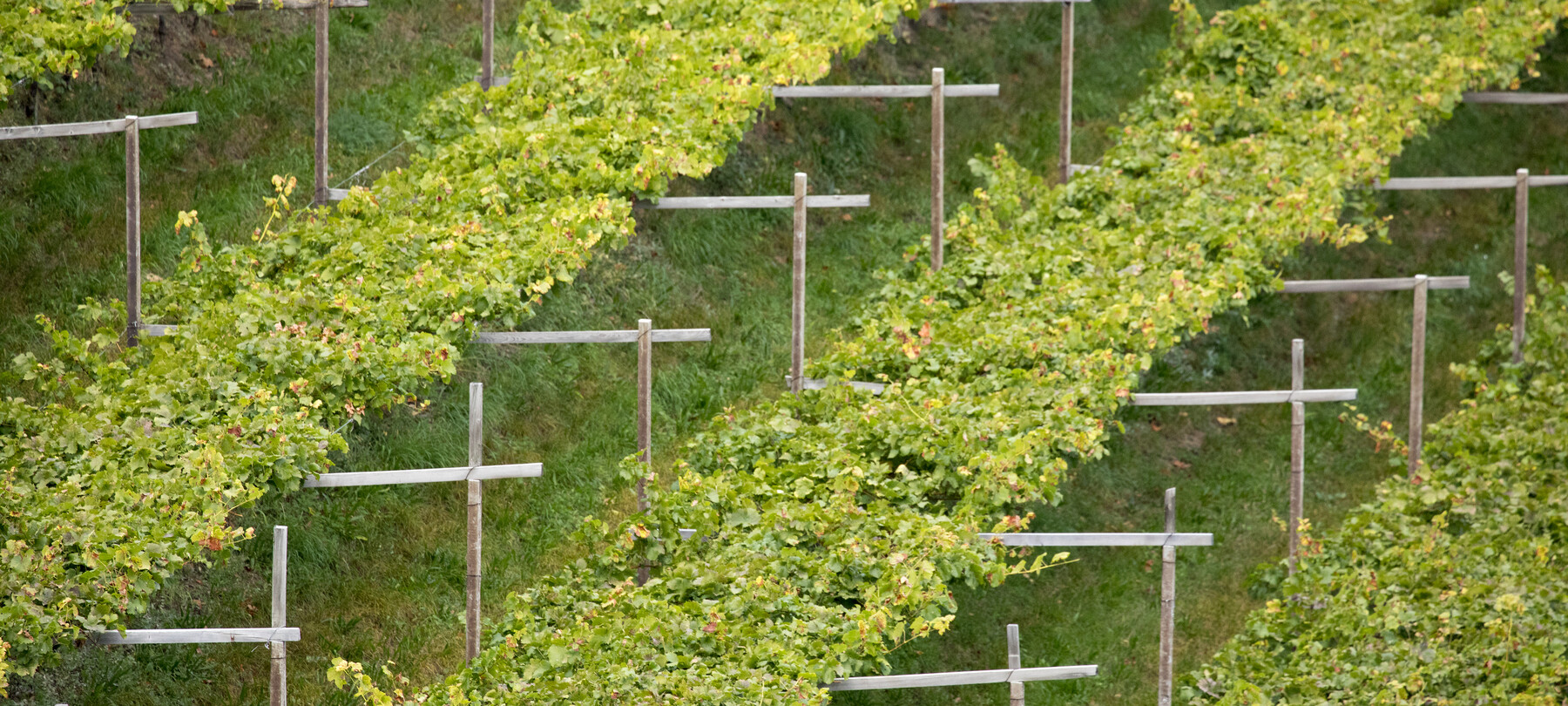 Val di Cembra - Vigneti