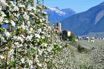 fioritura-meli-coin-vista-castel-valer,17389
