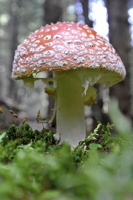 Amanita Muscaria