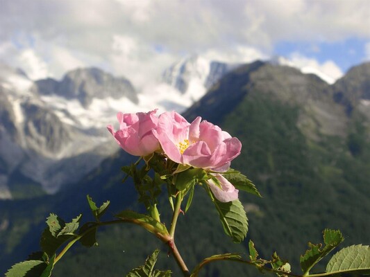 Rosa Canina