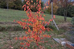 Alberi in giardino