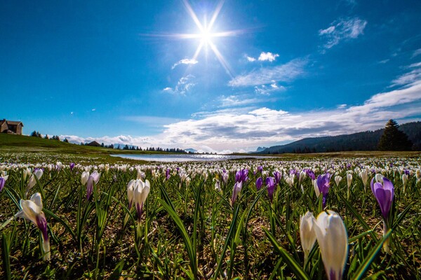 Sum_fiori_primavera_maggio_seconde poste_2021-11