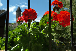 dettaglio geraneo balcone-min