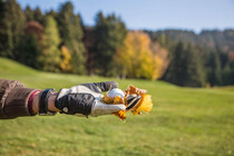 Aut_golf_costa_18_buche_foliage_2017_(12)