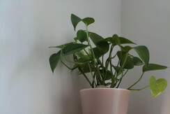 LARES Particolare letto e mensola