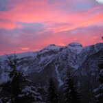  Photo of RODODENDRO 14