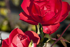 Rose presentazioneFR