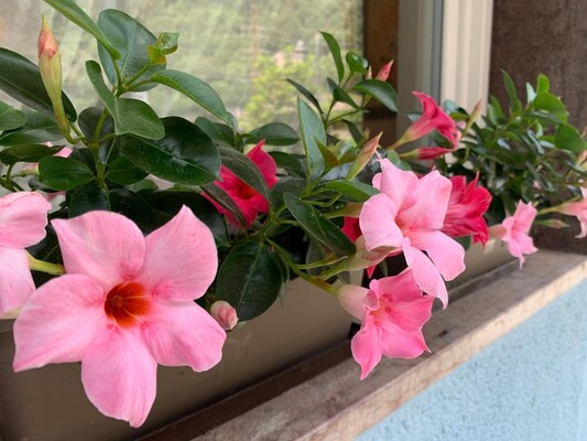 MICASA ESTUCASA-Esterno-balcone | © 2023