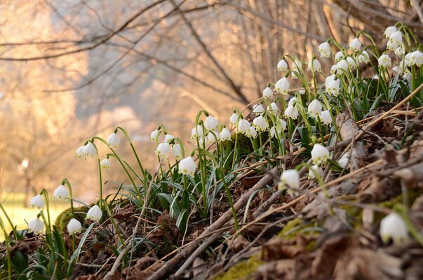 gsibergerin-leucojum-4040455_1280