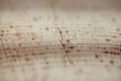 Soldanella_0032-HDR (12)