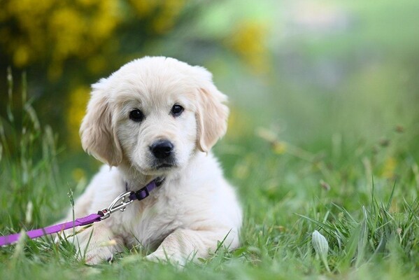 jaclou-dl-golden-retriever-puppy-amber-9853499_128