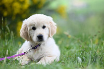 jaclou-dl-golden-retriever-puppy-amber-9853499_128