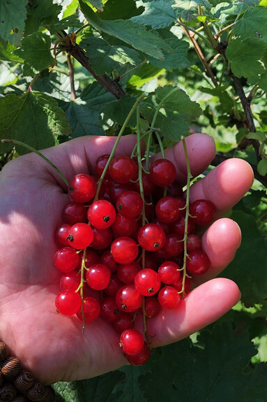ribes 04