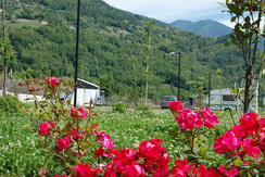 panoramica